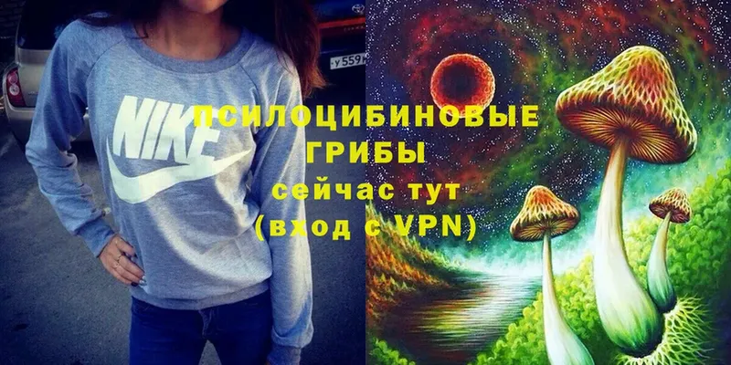 Галлюциногенные грибы Psilocybe  Петровск-Забайкальский 